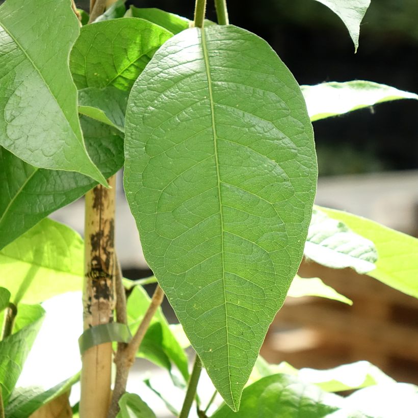 Petrea volubilis - Purpurkranz (Laub)