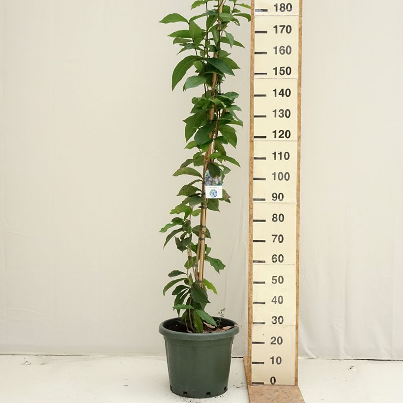 Exemplar von Petrea volubilis - Purpurkranz Topf mit 20L/25L wie im Sommer geliefert