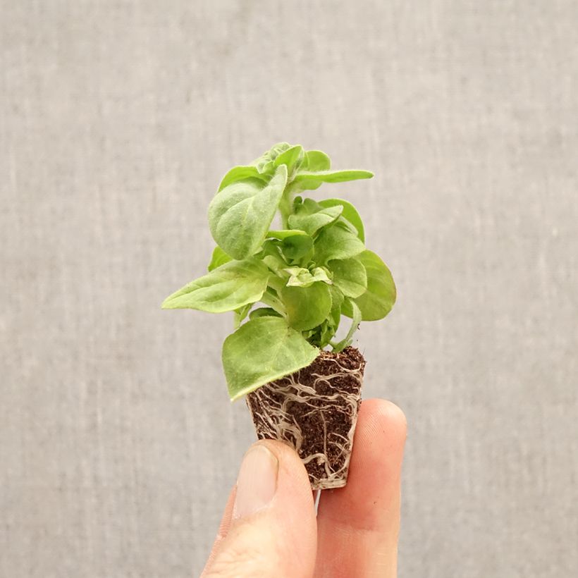 Exemplar von Petunia Amazonas Plum Cockatoo Mini-Plug Ø 3/4 cm wie im Frühjahr geliefert