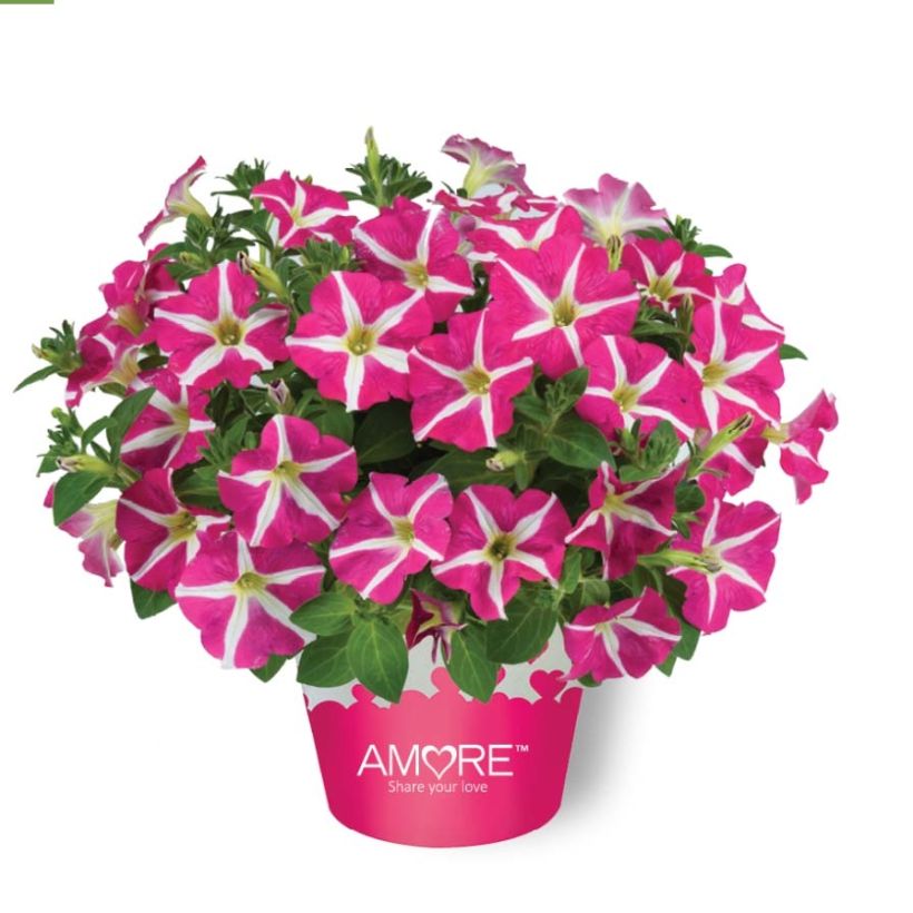Petunia Amore Pink Hearts (Wuchs)