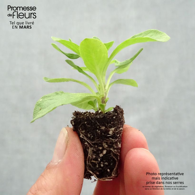 Exemplar von Petchoa hybrida BeautiCal Sunset Orange Mini-Plug Ø 3/4 cm wie im Frühjahr geliefert