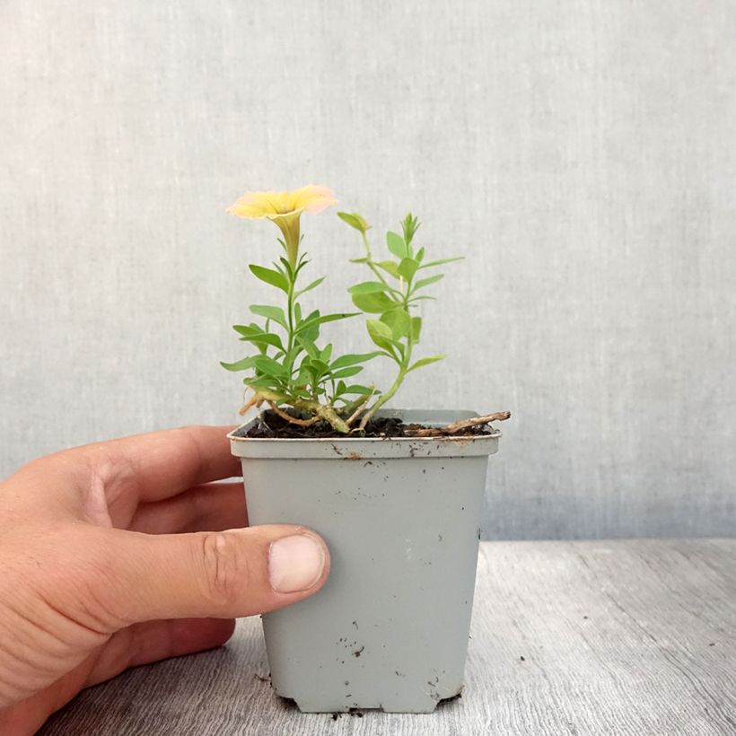 Exemplar von Petunia Cascadia Indian Summer Kleine Töpfe von 8/9 cm wie im Sommer geliefert