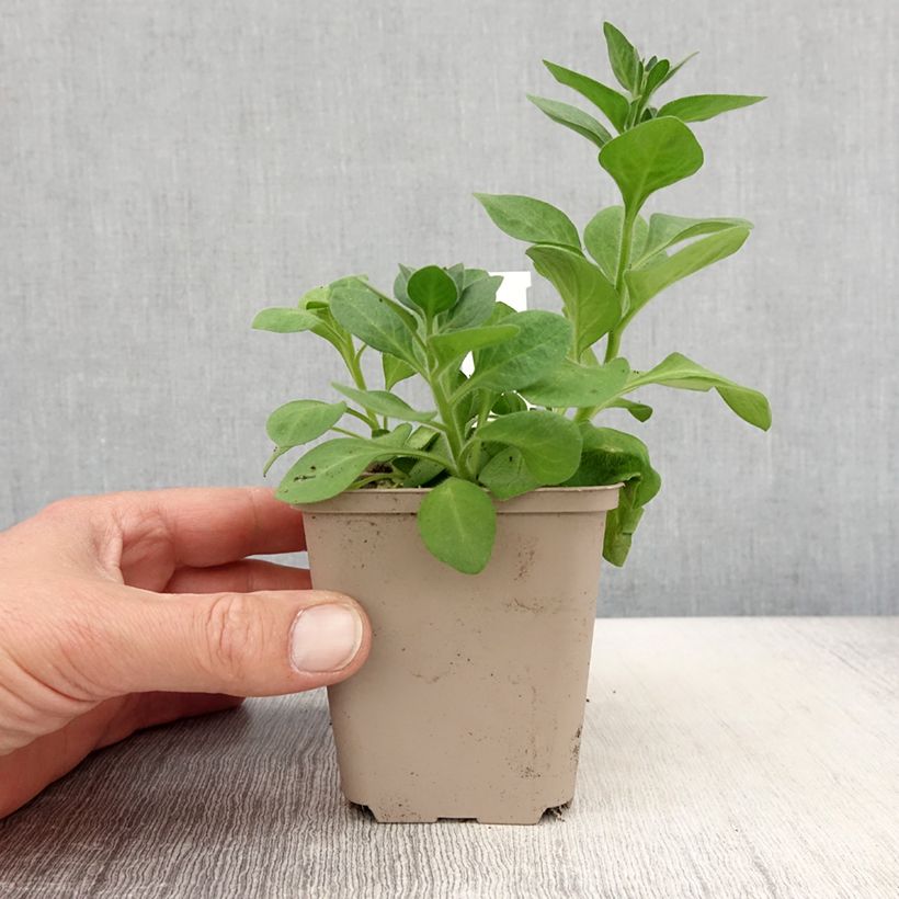 Exemplar von Petunia Cascadias Rim Magenta Kleine Töpfe von 8/9 cm wie im Frühjahr geliefert