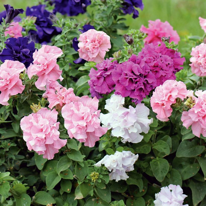 Petunia surfinia Cassandra Mix (Flowering)