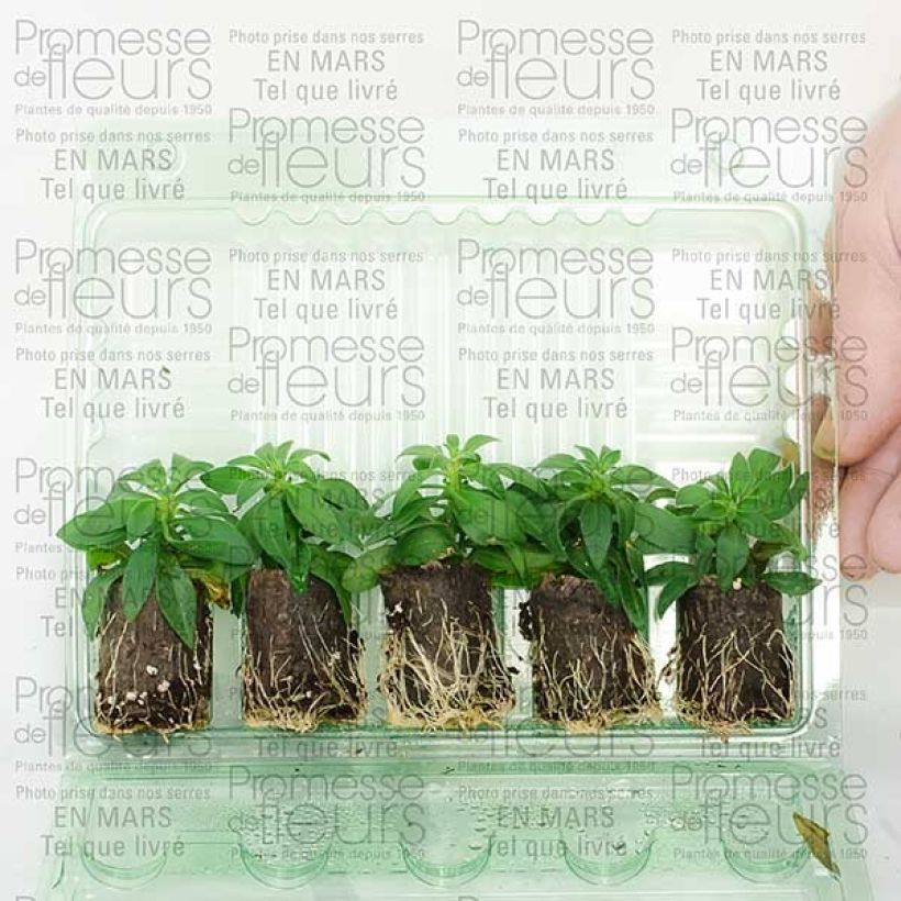 Beispiel eines Exemplars von Zauberglöckchen Million Bells Cracking fire - Calibrachoa Mini-Plug Ø 3/4 cm wie geliefert