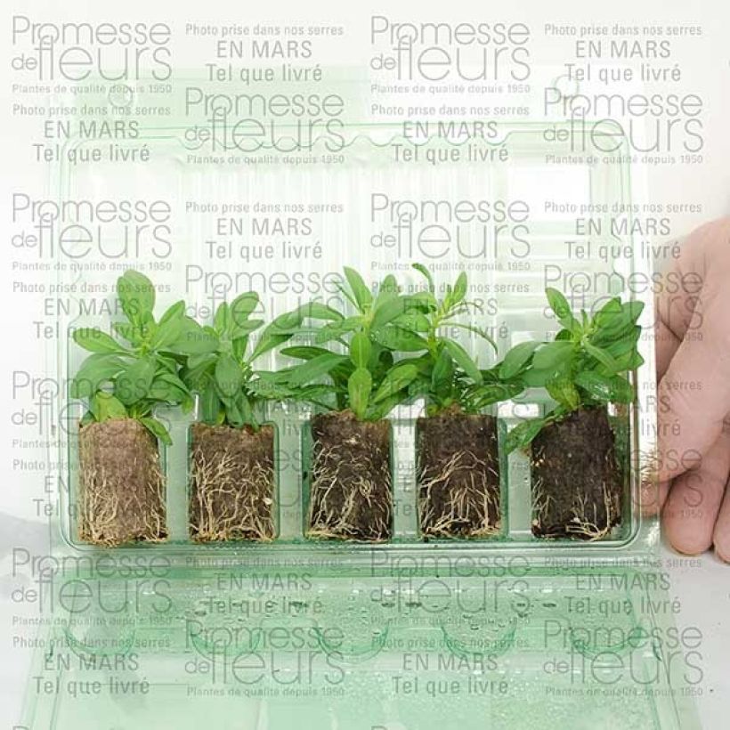 Beispiel eines Exemplars von Zauberglöckchen Million Bells Trailing Ice - Calibrachoa Mini-Plug Ø 3/4 cm wie geliefert