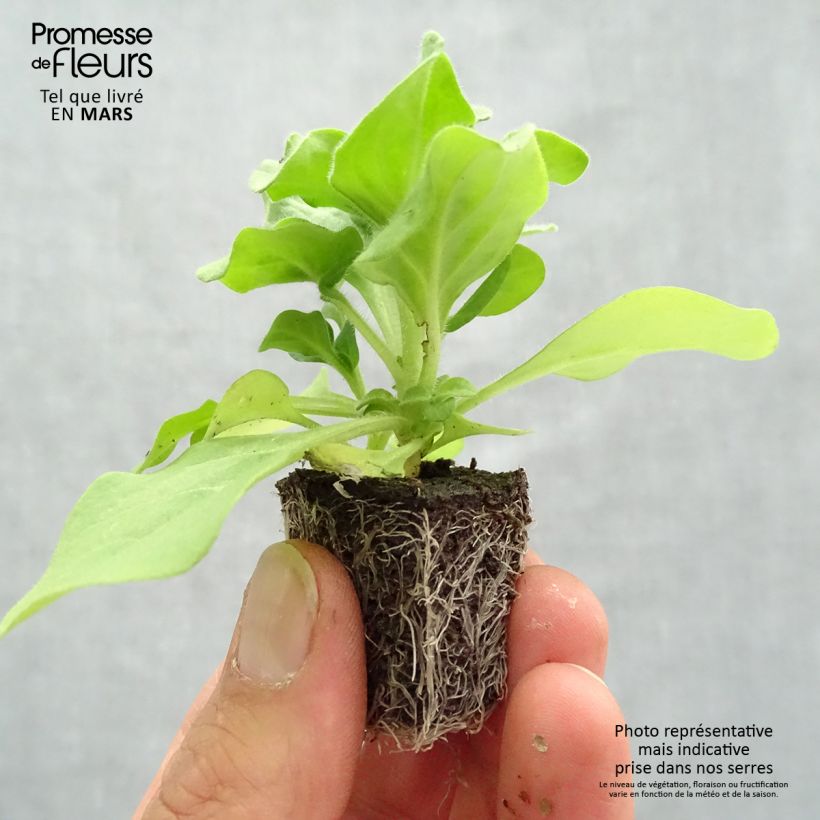 Exemplar von Petunia Splash Dance Fuchsia Flamenco Mini-Plug Ø 3/4 cm wie im Frühjahr geliefert