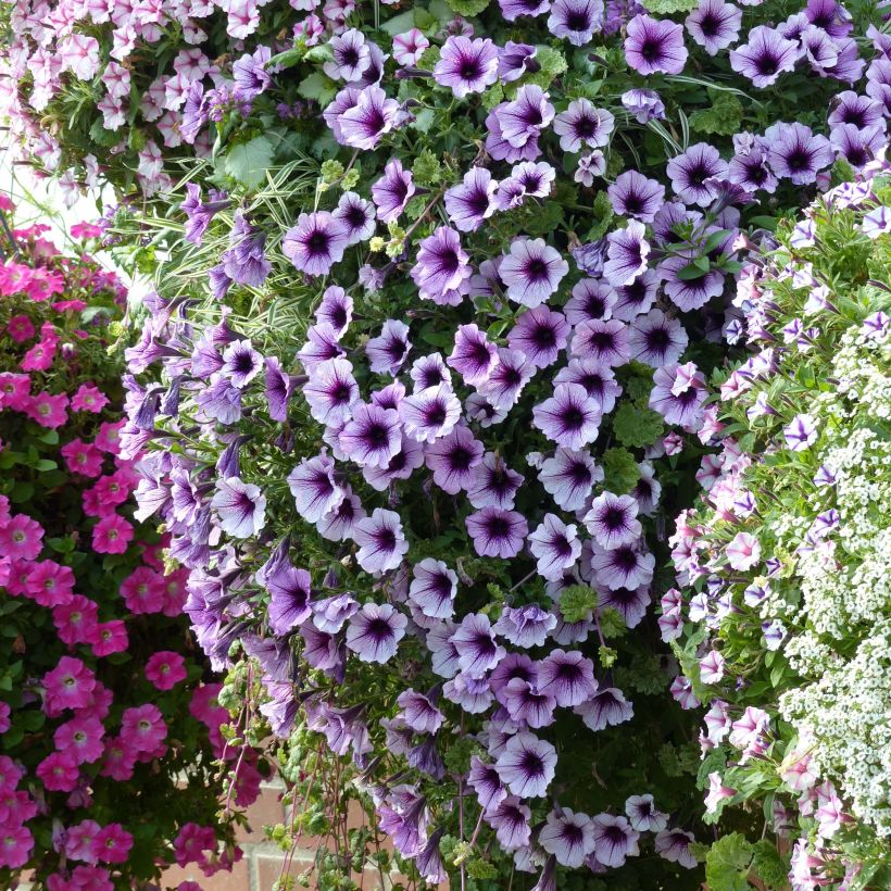 Petunia Supertunia Bordeaux (Wuchs)