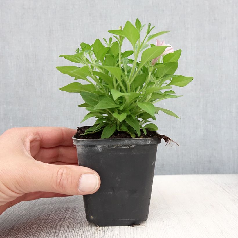 Example of Petunia Supertunia Pink Star Kleine Töpfe von 8/9 cm as you get in printemps