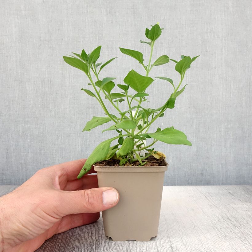 Example of Petunia Supertunia Vista Bubblegum Topf 10 cm/11cm as you get in printemps