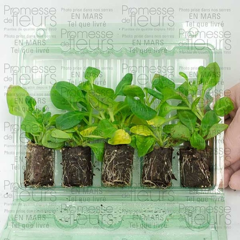 Example of Petunia surfinia Conchita Doble Lavender Mini-Plug Ø 3/4 cm as you get