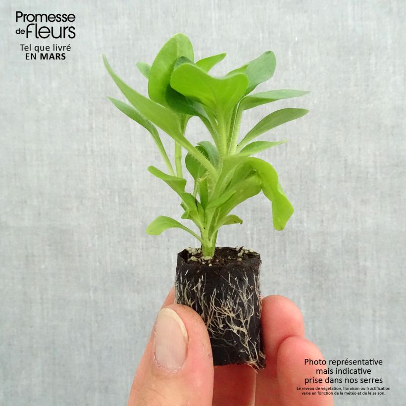 Exemplar von Petunia Surfinia Trailing Light Yellow Mini-Plug Ø 3/4 cm wie im Frühjahr geliefert