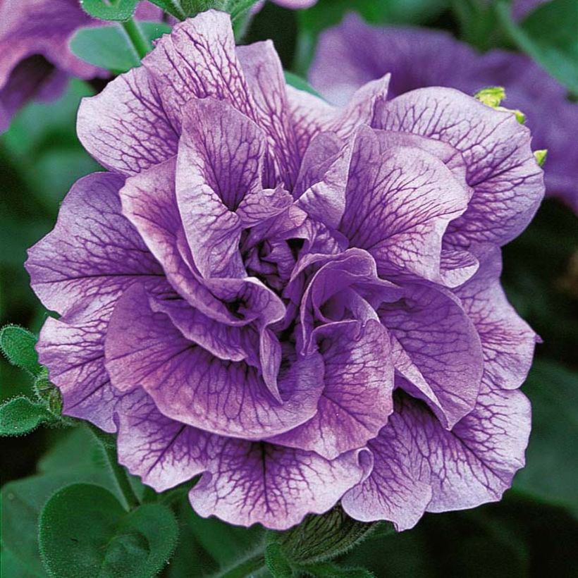 Petunia Tumbelina Priscilla (Blüte)