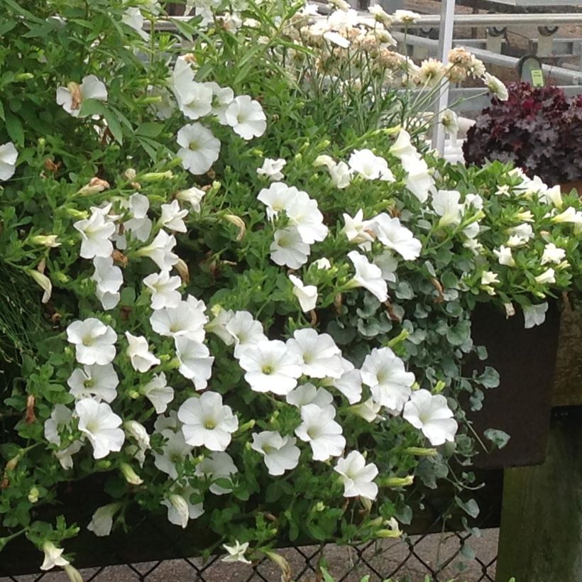 Petunia surfinia Snow (Wuchs)