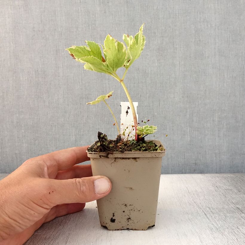 Exemplar von Peucedanum ostruthium Daphnis - Meisterwurz Kleine Töpfe von 8/9 cm wie im Sommer geliefert