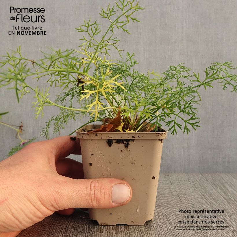 Exemplar von Raibl-Haarstrang - Peucedanum rablense Kleine Töpfe von 8/9 cm wie im Herbst geliefert