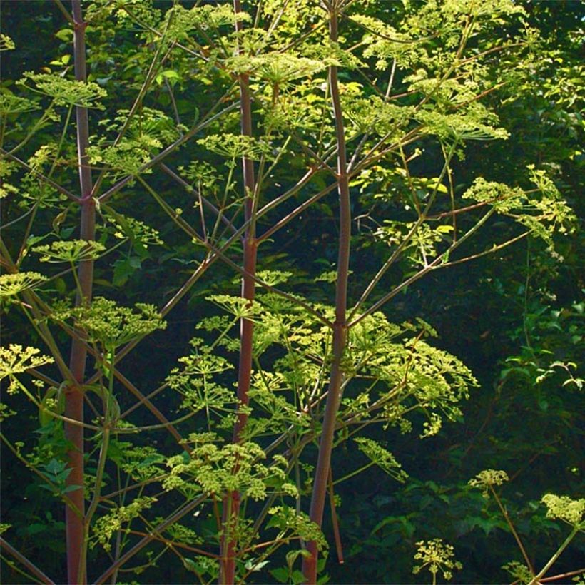 Riesen-Haarstrang - Peucedanum verticillare (Plant habit)