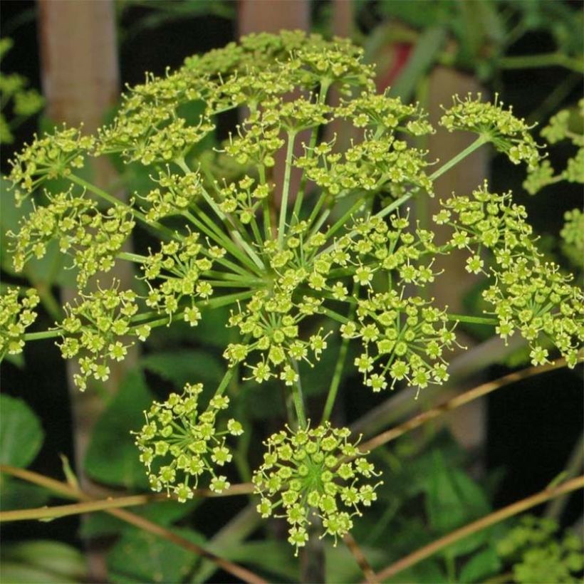 Riesen-Haarstrang - Peucedanum verticillare (Flowering)