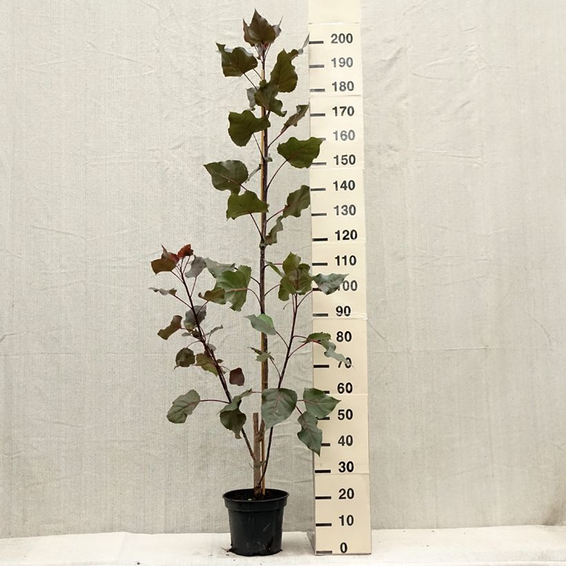 Exemplar von Virginische Pappel Fuego - Populus deltoides Topf mit 7,5L/10L wie im Sommer geliefert