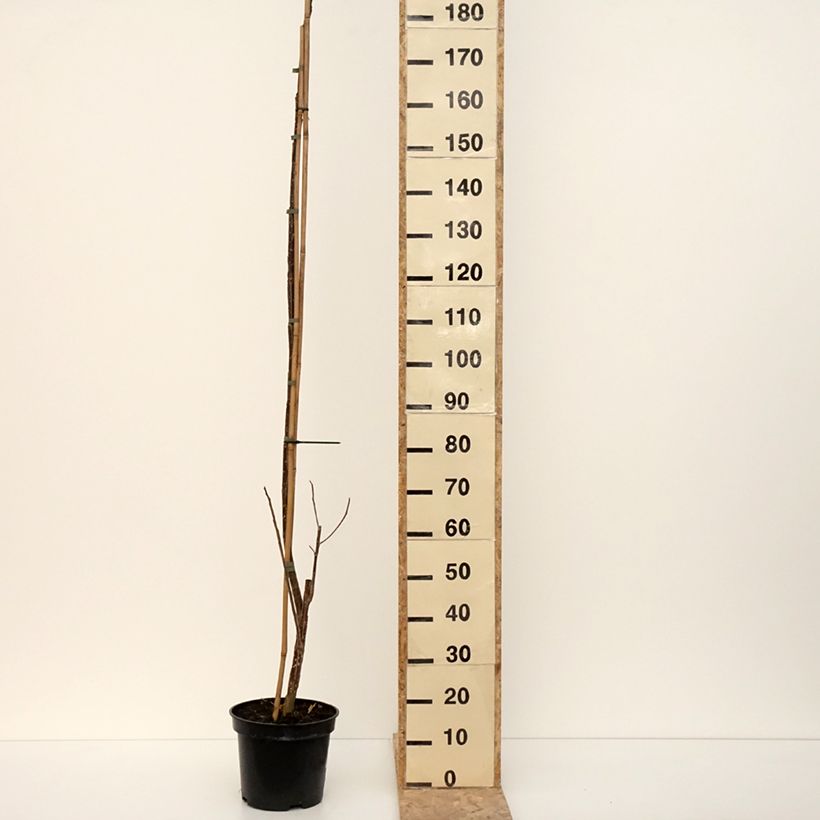 Example of Virginische Pappel Fuego - Populus deltoides Topf mit 7,5L/10L as you get in hiver