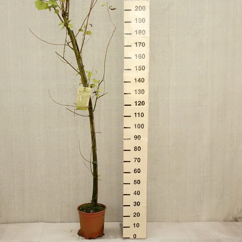 Exemplar von Peuplier Robusta - Populus euramericana (canadensis) Pot de 7,5L/10L wie im Herbst geliefert
