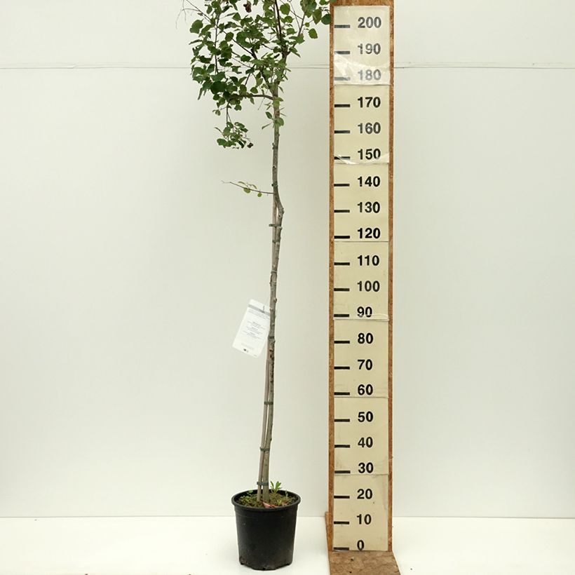 Exemplar von Zitterpappel - Populus tremula Topf mit 7,5L/10L wie im Sommer geliefert