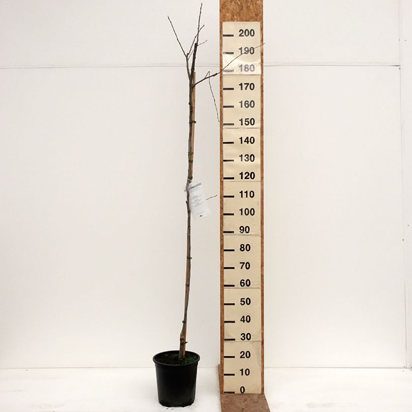 Exemplar von Zitterpappel - Populus tremula Topf mit 7,5L/10L wie im Winter geliefert