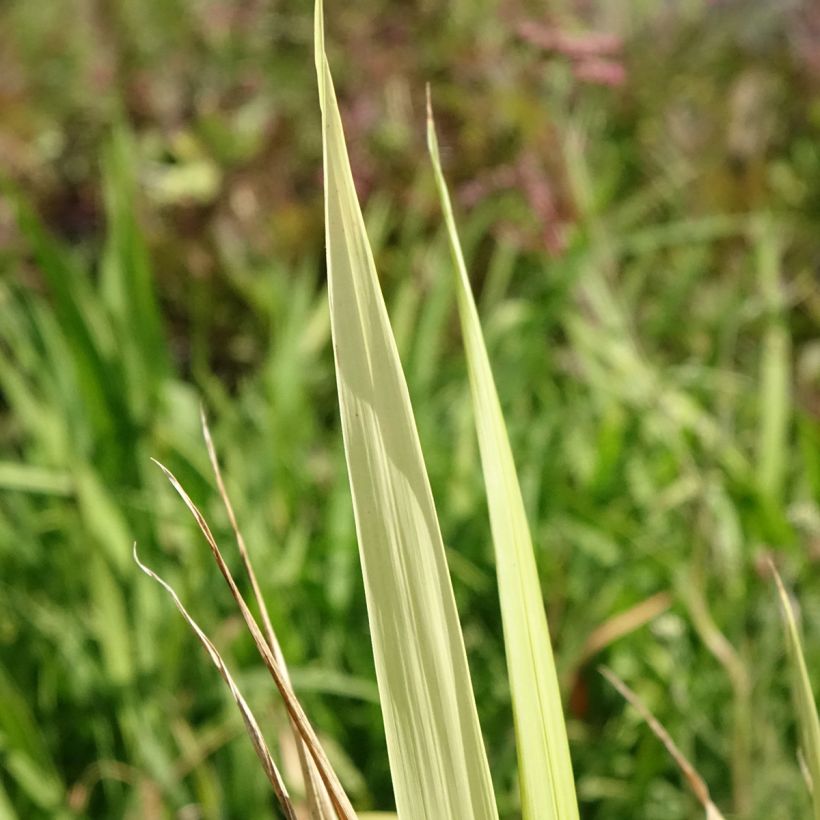 Phaenosperma globosa - Wasserfallhirse (Laub)