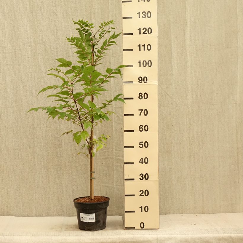 Exemplar von Phellodendron amurense - Amur-Korkbaum Topf mit 4L/5L wie im Sommer geliefert