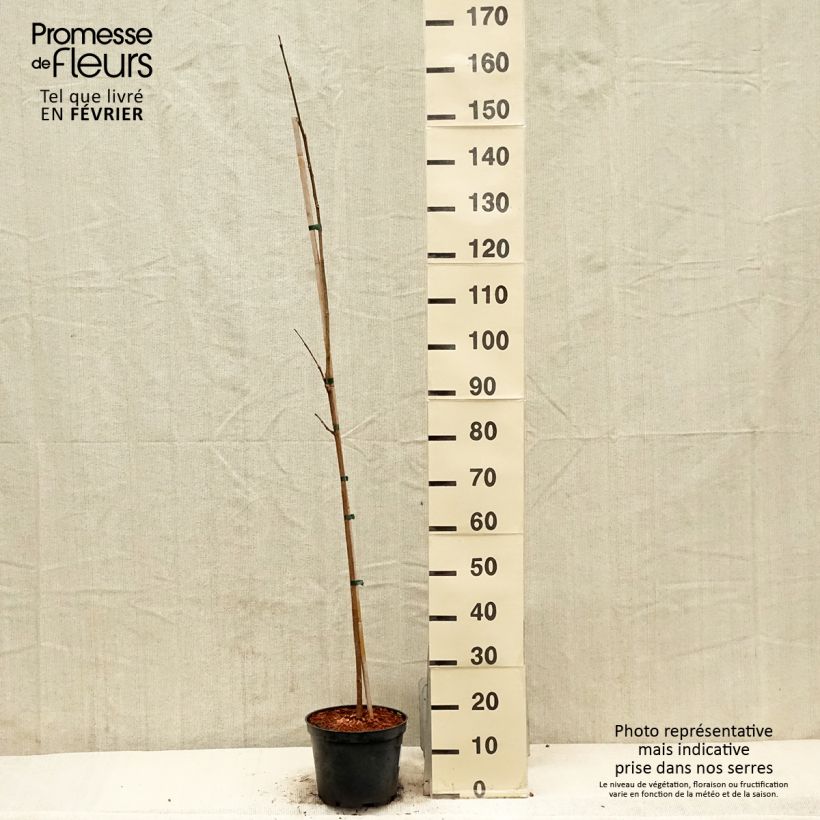 Exemplar von Phellodendron amurense - Amur-Korkbaum Topf mit 4L/5L wie im Winter geliefert