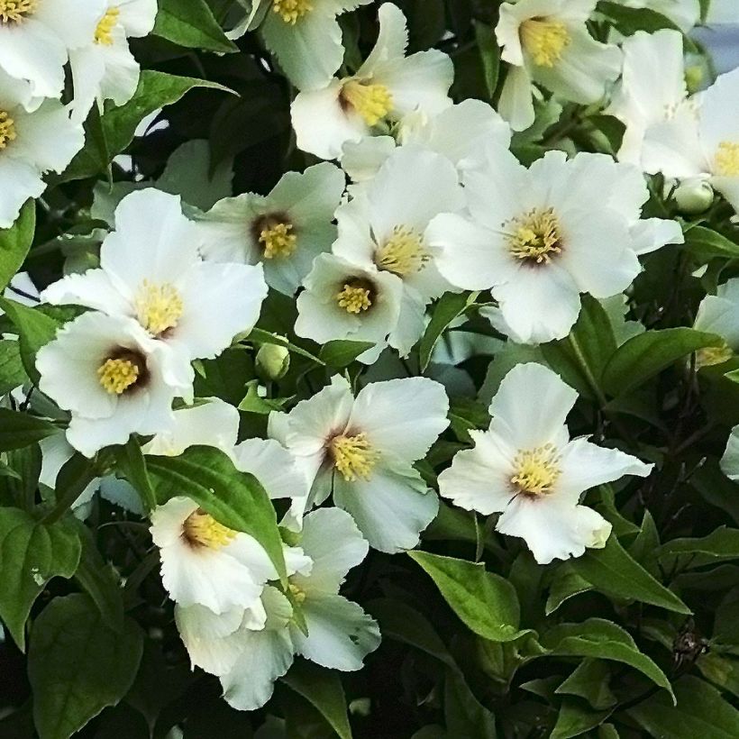 Pfeifenstrauch Belle Etoile - Philadelphus (Flowering)