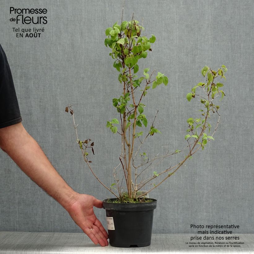 Exemplar von Pfeifenstrauch Bouquet Blanc - Philadelphus persica Topf mit 2L/3L wie im Sommer geliefert