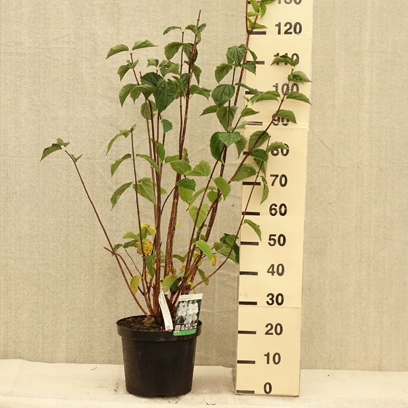 Exemplar von Europäischer Pfeifenstrauch - Philadelphus coronarius Topf mit 4L/5L wie im Herbst geliefert