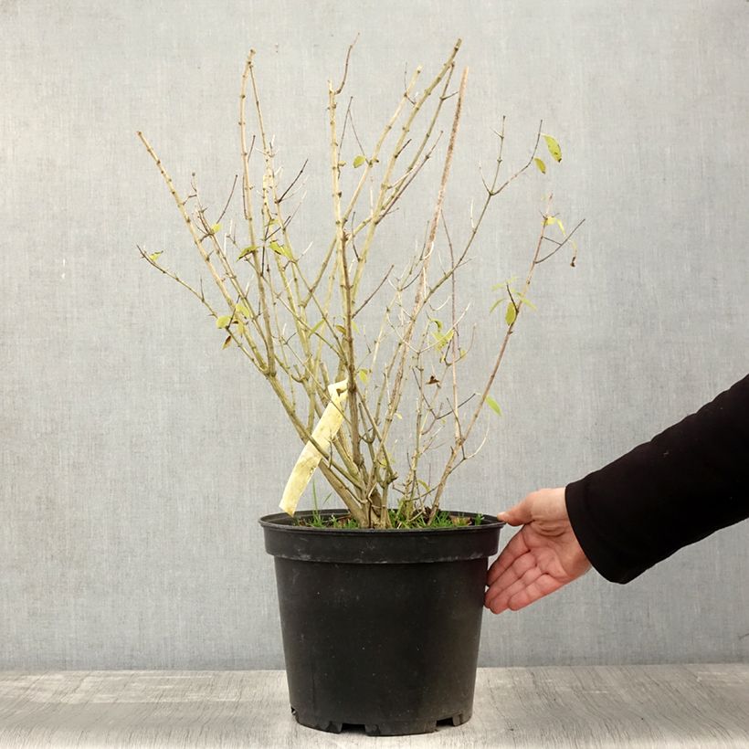 Exemplar von Seringat des Jardins - Philadelphus Innocence Pot de 7,5L/10L wie im Herbst geliefert