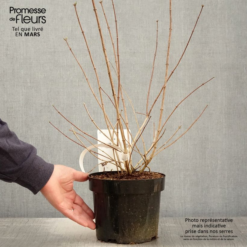 Example of Gefüllter Gartenjasmin Minnesota Snowflake - Philadelphus virginalis Topf mit 2L/3L as you get in printemps