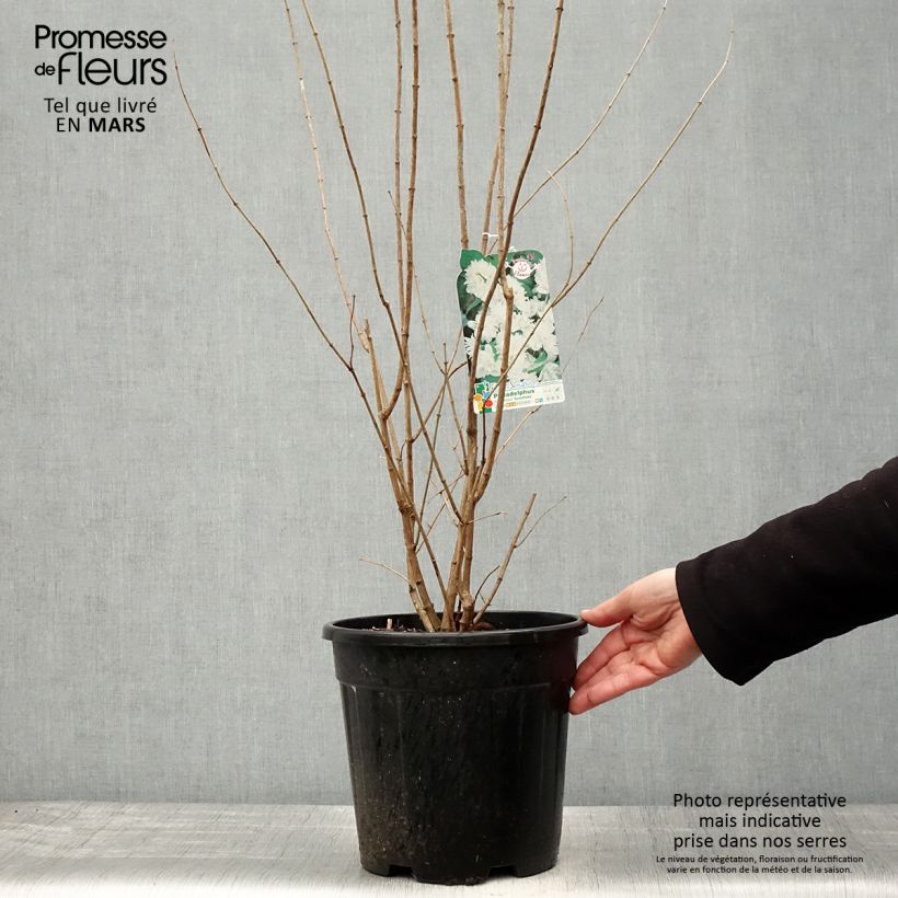 Example of Gefüllter Gartenjasmin Minnesota Snowflake - Philadelphus virginalis Topf mit 7,5L/10L as you get in printemps