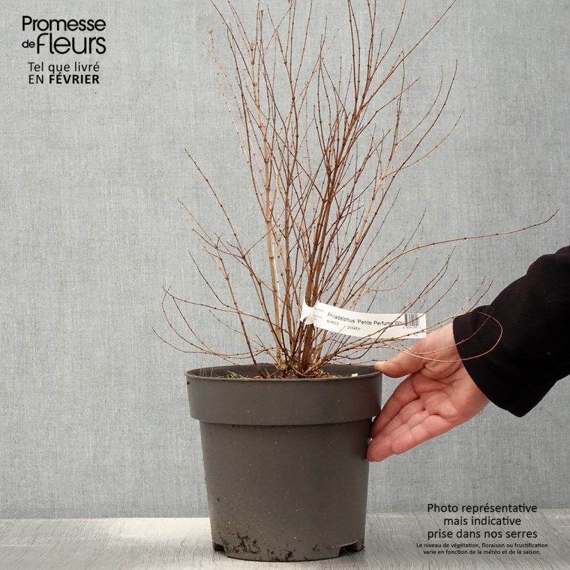 Exemplar von Philadelphus Petite Perfume White Pot de 3L/4L wie im Winter geliefert