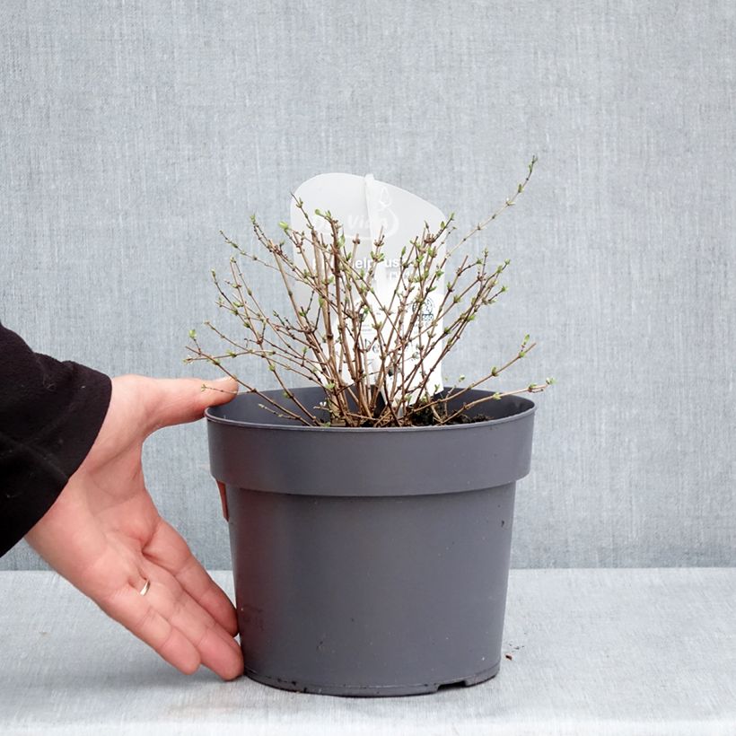 Exemplar von Pfeifenstrauch Petite Perfume White - Philadelphus Topf mit 3L/4L wie im Frühjahr geliefert