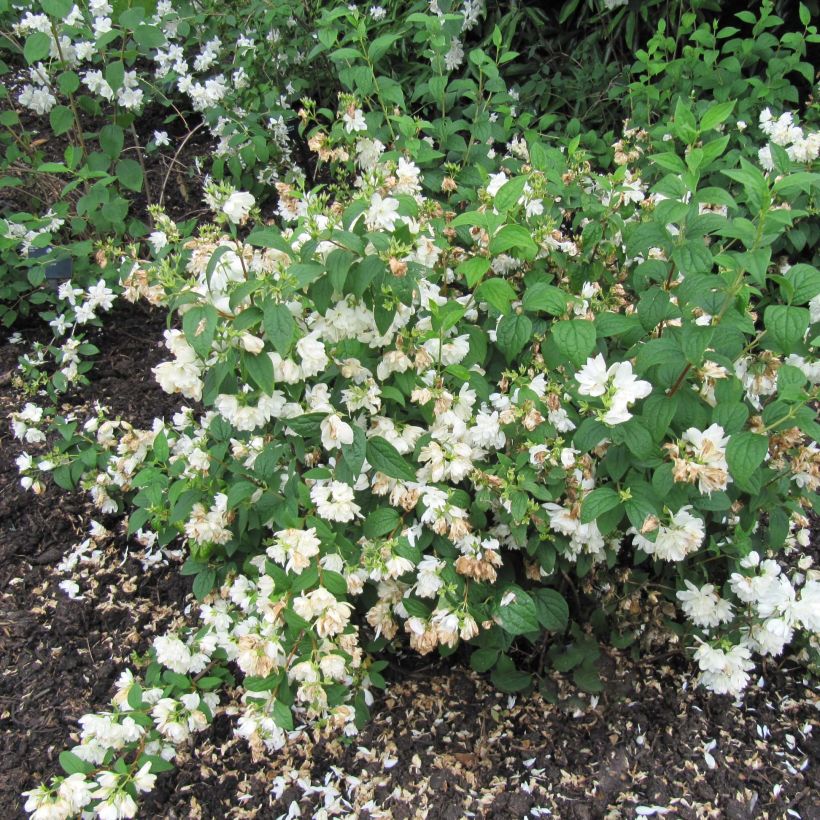 Pfeifenstrauch Snowbelle - Philadelphus (Wuchs)