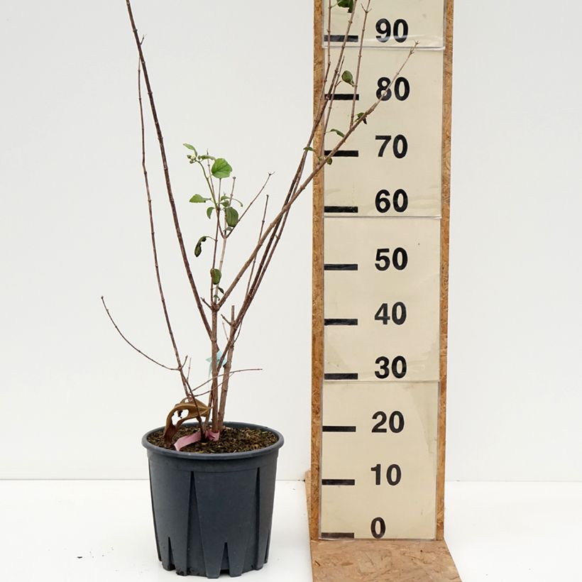 Exemplar von Pfeifenstrauch Virginal - Philadelphus Topf mit 7,5L/10L wie im Herbst geliefert
