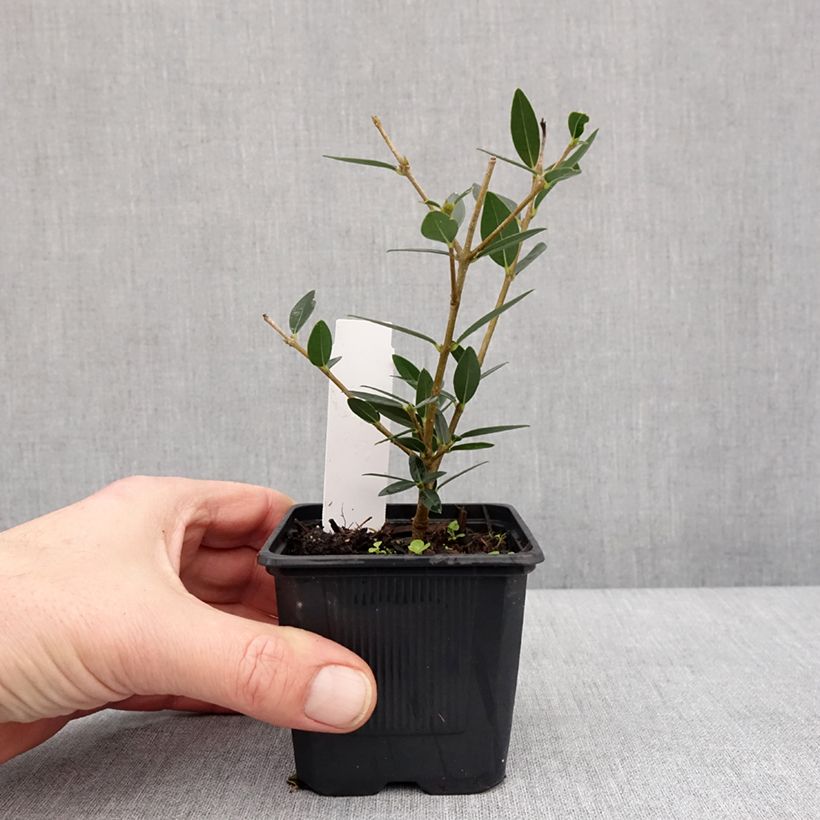 Exemplar von Phillyrea angustifolia GreenQuick - Filaire à feuilles étroites Godet de 8/9 cm wie im Winter geliefert