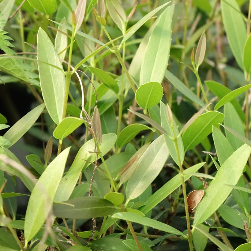 Phillyrea Rosmarinifolia (Foliage)