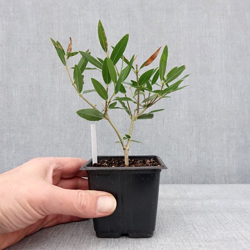 Exemplar von Phillyrea angustifolia Rosmarinifolia - Filaire à feuilles étroites Godet de 8/9 cm wie im Winter geliefert