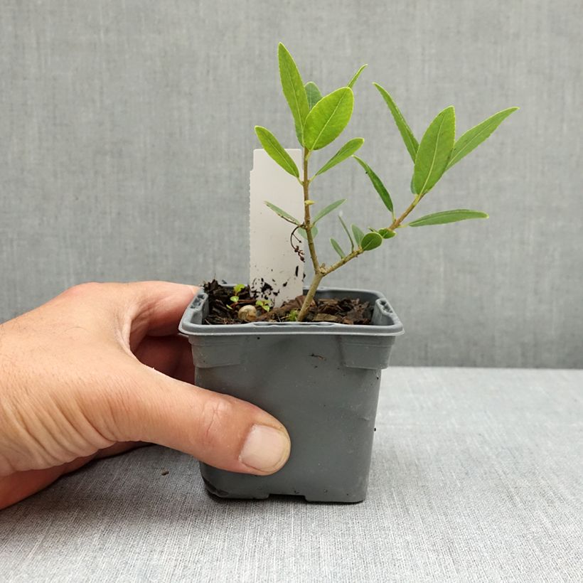 Exemplar von Phillyrea latifolia - Breitblättrige Steinlinde Kleine Töpfe von 8/9 cm wie im Frühjahr geliefert