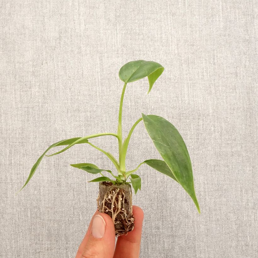 Exemplar von Philodendron 69686 Mini-Pflanze wie im Frühjahr geliefert