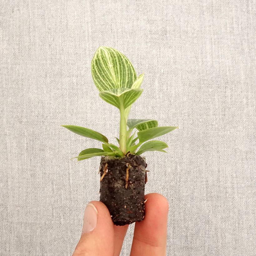 Exemplar von Philodendron Birkin Ribbon SYNONYME Mini-Pflanze wie im Frühjahr geliefert