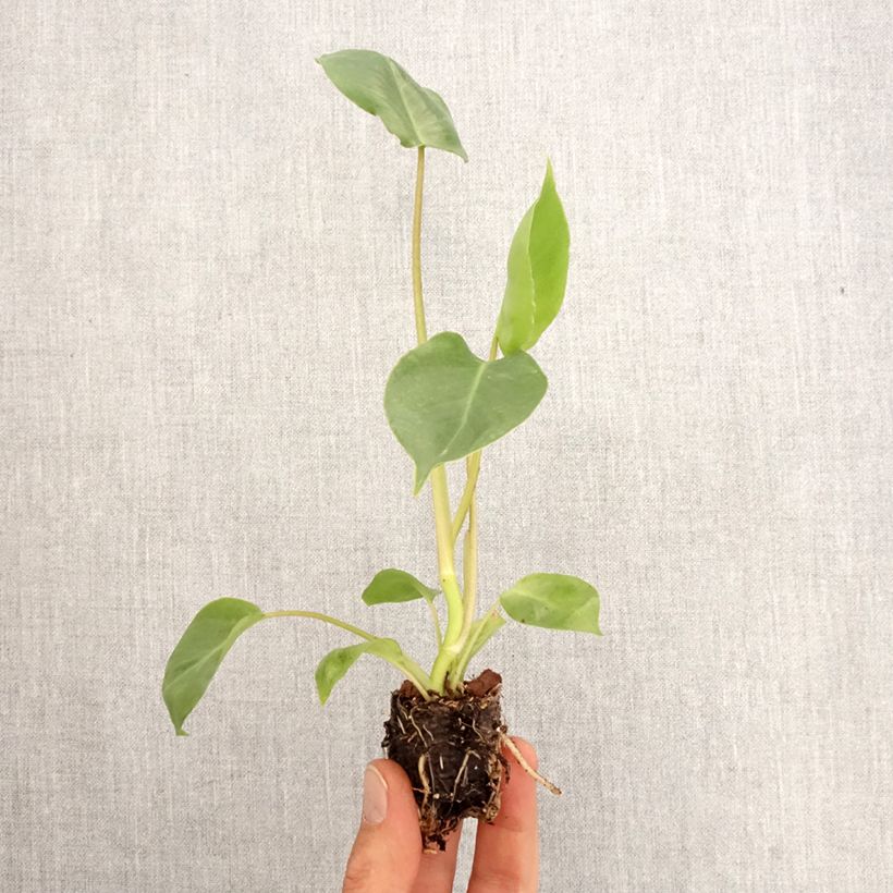 Exemplar von Philodendron burle-marxii Mini-Pflanze wie im Frühjahr geliefert