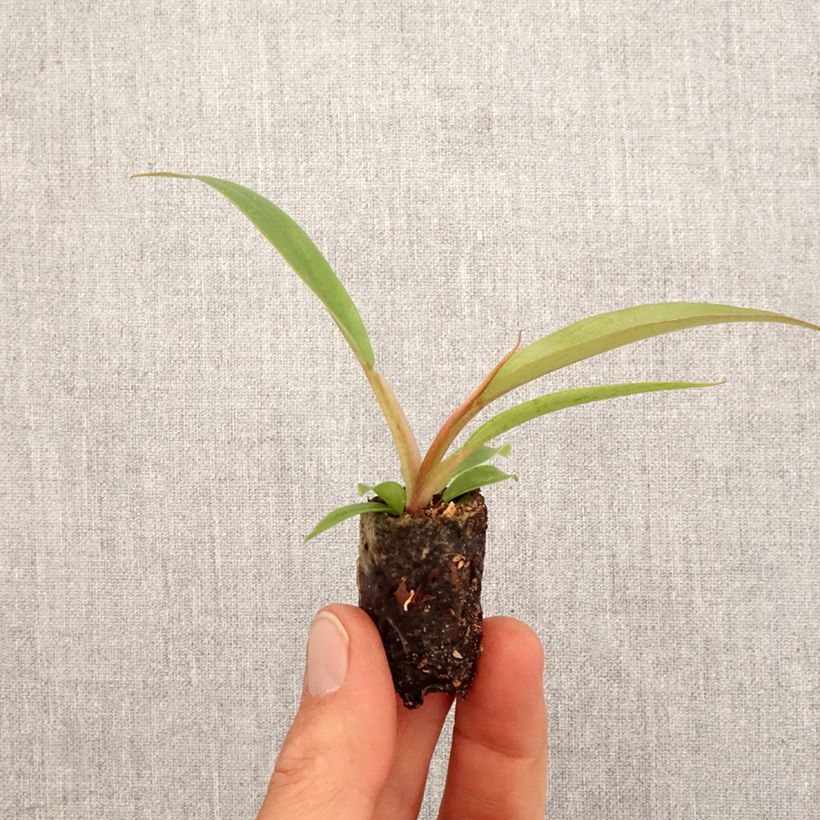 Exemplar von Philodendron Caramel Pluto Mini-Pflanze wie im Frühjahr geliefert