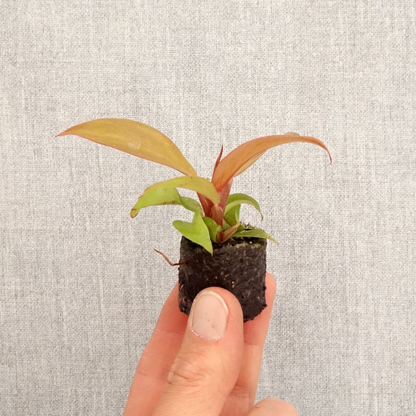 Exemplar von Philodendron Cherry Red Mini-Pflanze wie im Frühjahr geliefert