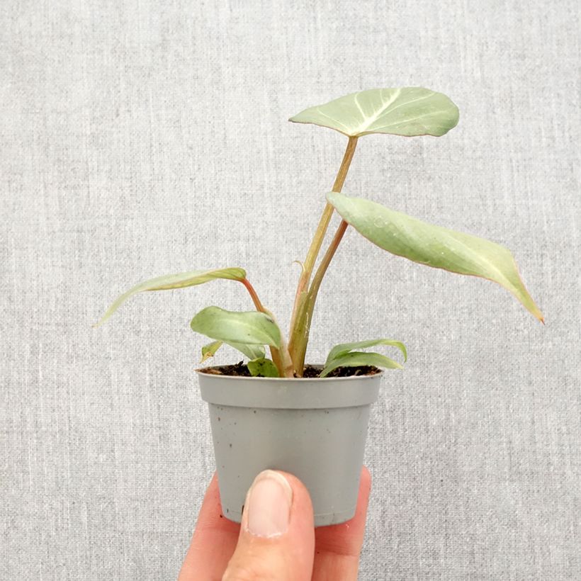 Exemplar von Philodendron gloriosum Mini-Pflanze wie im Frühjahr geliefert